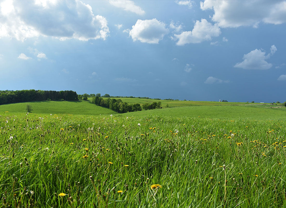 Viroqua, WI - Scenic View of a Green Field with Wildflowers with a Sunny Blue Sky in Viroqua Wisconsin